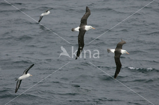 Wenkbrauwalbatros (Thalassarche melanophrys)