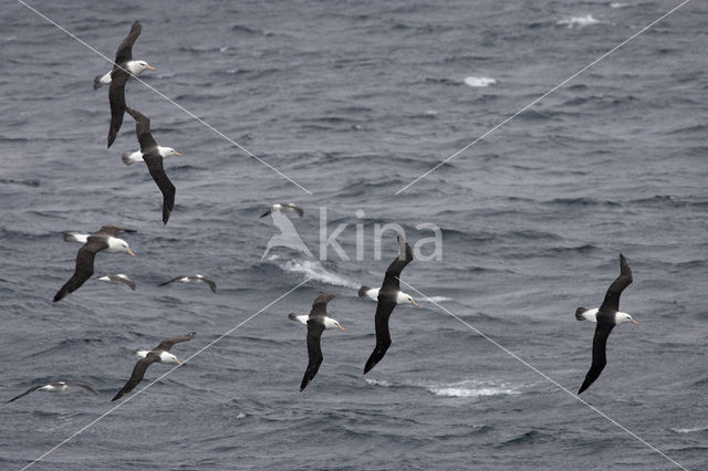 Black-browed Albatross (Thalassarche melanophrys)