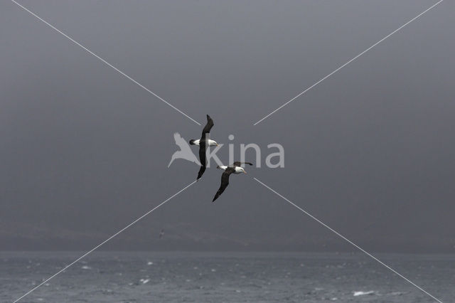 Black-browed Albatross (Thalassarche melanophrys)