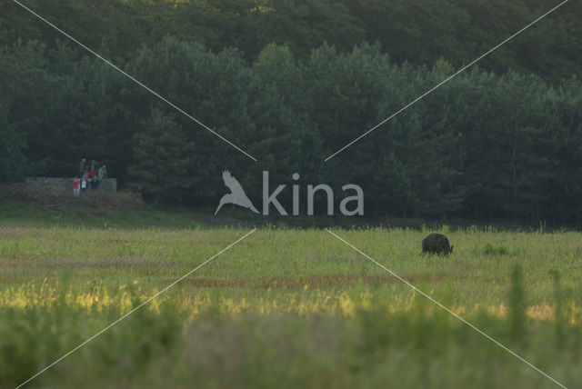 Wild Boar (Sus scrofa)