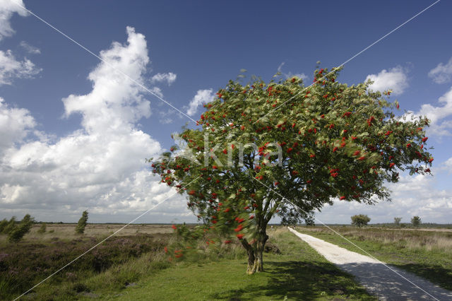 Wilde lijsterbes (Sorbus aucuparia)