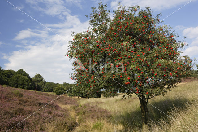 Wilde lijsterbes (Sorbus aucuparia)