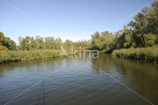 Willow (Salix)