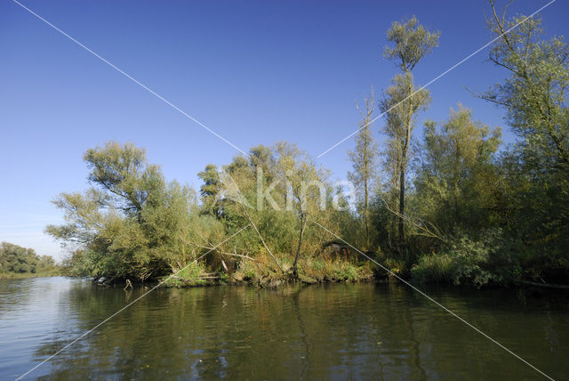 Willow (Salix)