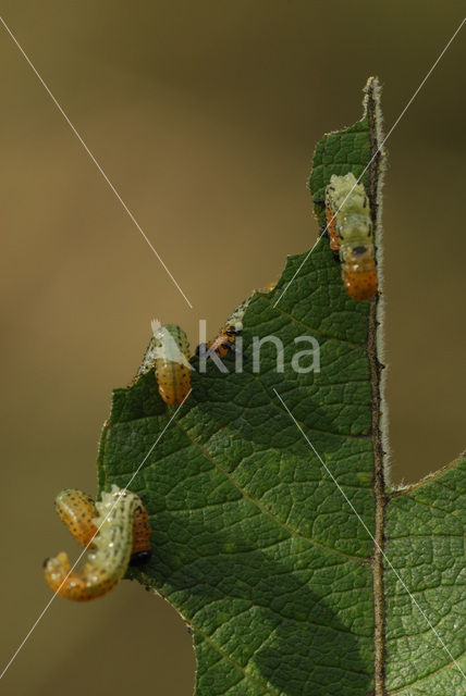 Willow Sawfly (Nematus salicis)