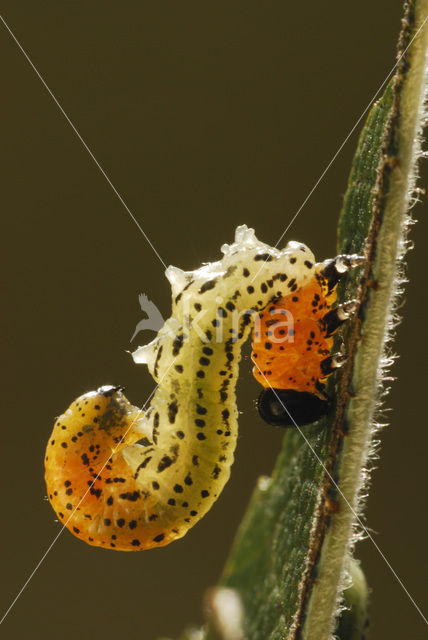 Willow Sawfly (Nematus salicis)