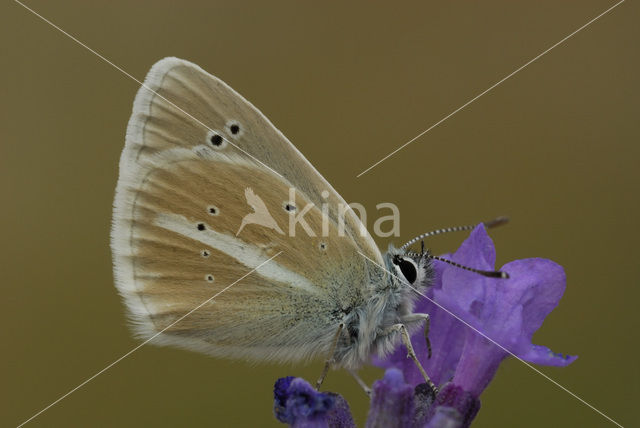 Damon Blue (Polyommatus damon)