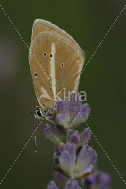 Witstreepblauwtje (Polyommatus damon)