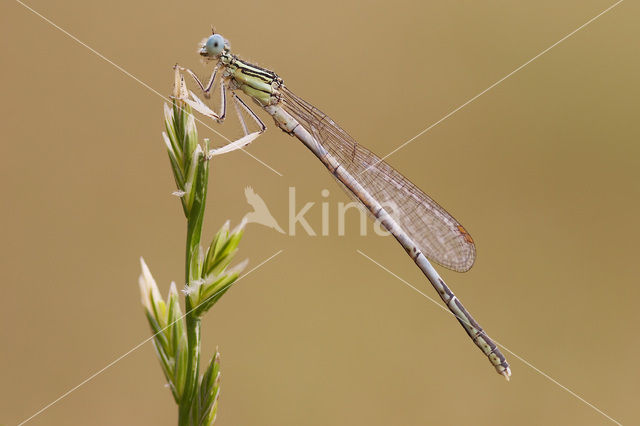 Witte breedscheenjuffer (Platycnemis latipes)