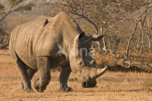 Witte neushoorn