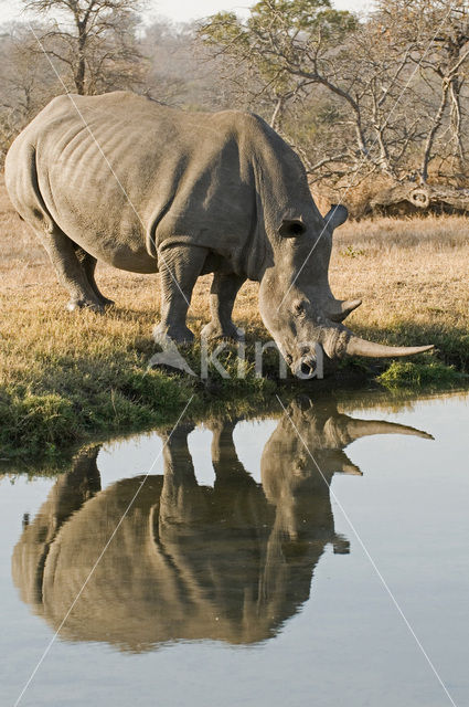 Witte neushoorn