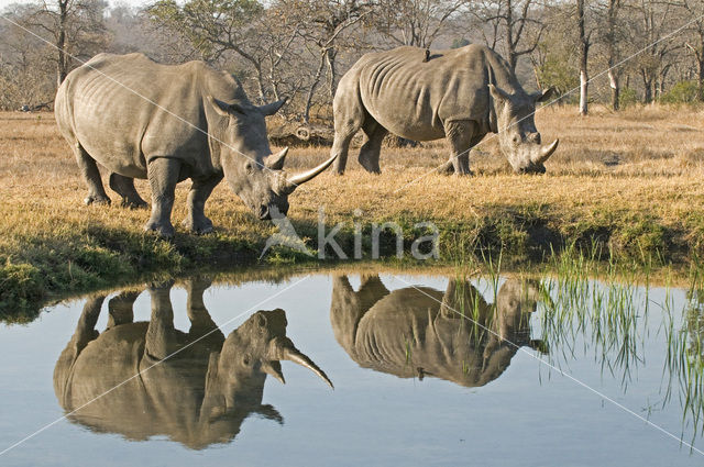 white Rhinoceros