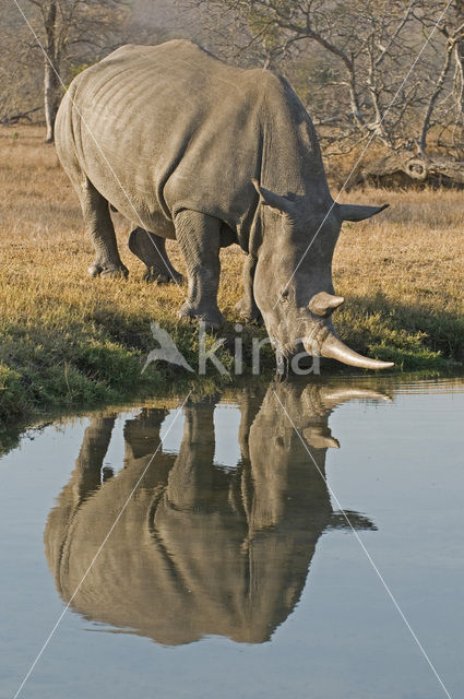 Witte neushoorn