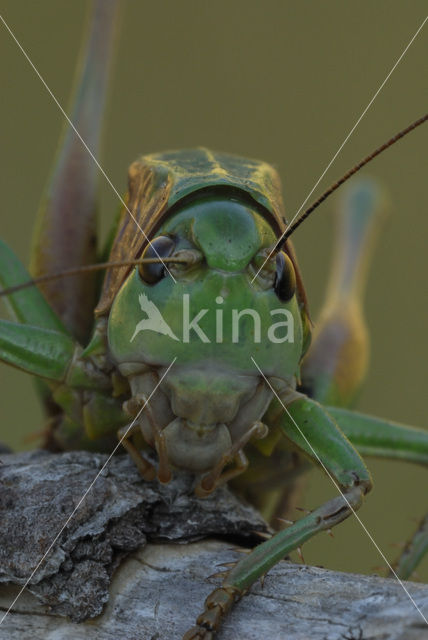 Wrattenbijter (Decticus verrucivorus)