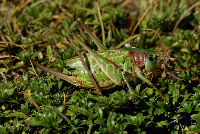 Wrattenbijter (Decticus verrucivorus)