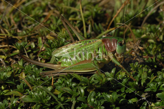 Wrattenbijter (Decticus verrucivorus)