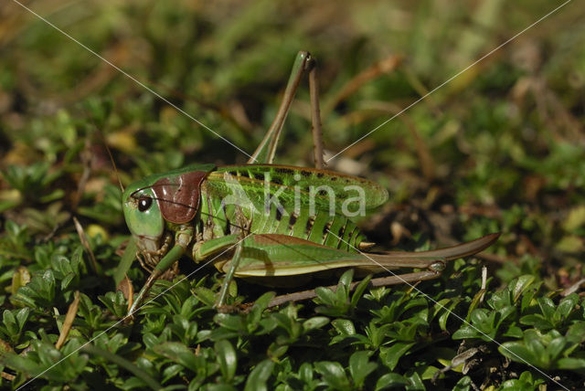 Wart-biter (Decticus verrucivorus)