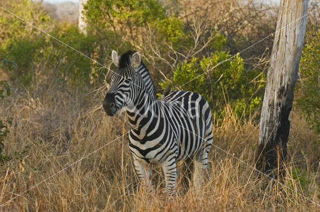 Zebra (Equus spp)