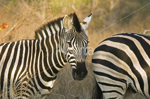 Zebra (Equus spp)