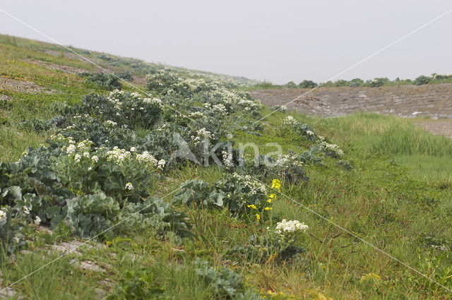 Zeekool (Crambe maritima)