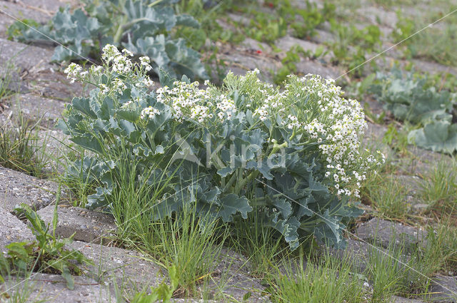 Zeekool (Crambe maritima)