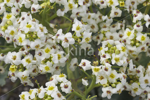 Zeekool (Crambe maritima)