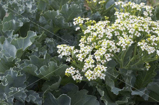 Zeekool (Crambe maritima)