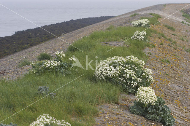 Zeekool (Crambe maritima)