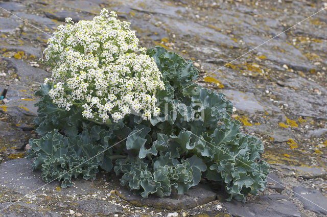 Seakale (Crambe maritima)