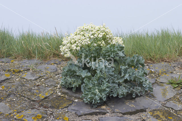 Zeekool (Crambe maritima)