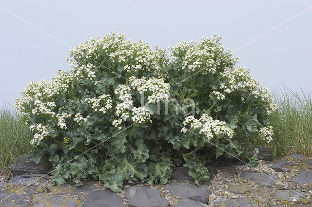 Zeekool (Crambe maritima)