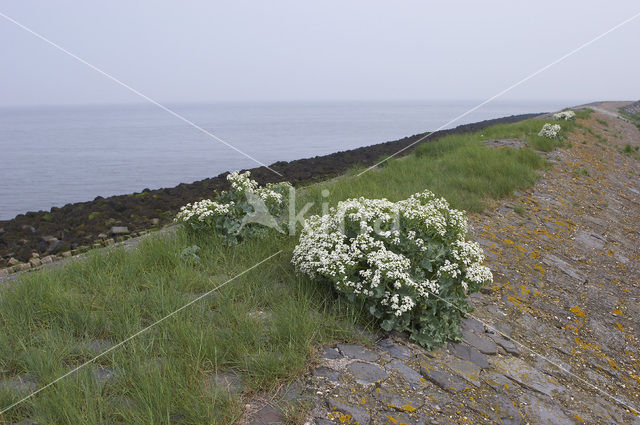 Zeekool (Crambe maritima)