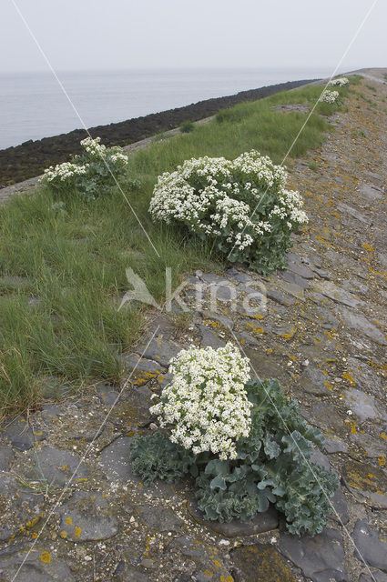 Zeekool (Crambe maritima)