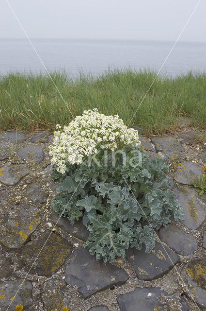 Seakale (Crambe maritima)