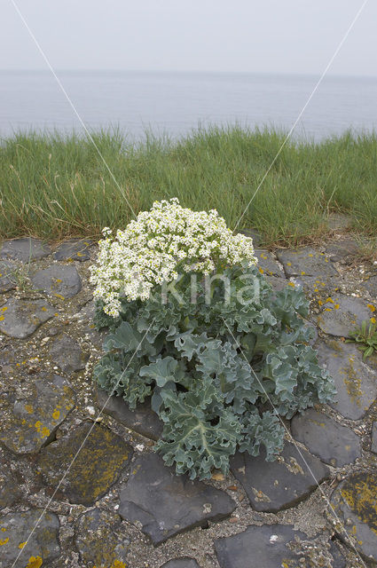 Zeekool (Crambe maritima)