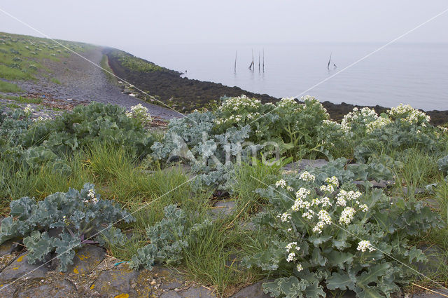 Zeekool (Crambe maritima)