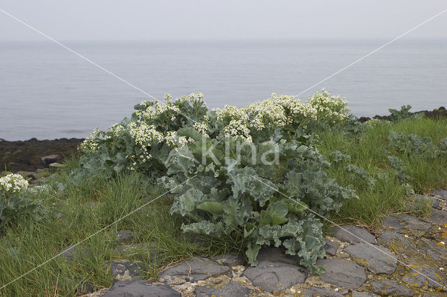 Seakale (Crambe maritima)