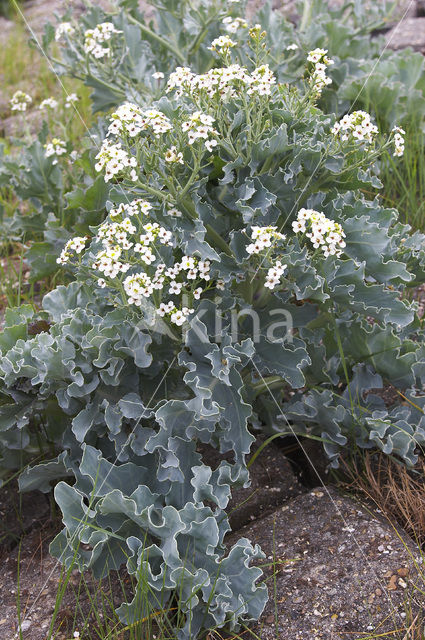 Seakale (Crambe maritima)