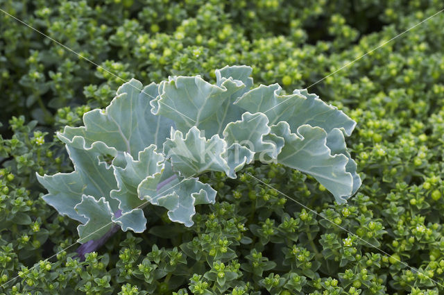 Zeekool (Crambe maritima)