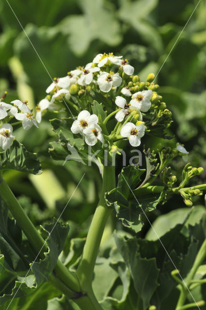 Zeekool (Crambe maritima)