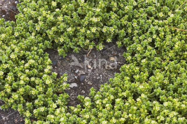 Sea Sandwort (Honckenya peploides)