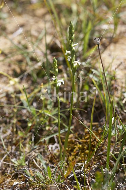 Zomerschroeforchis (Spiranthes aestivalis)