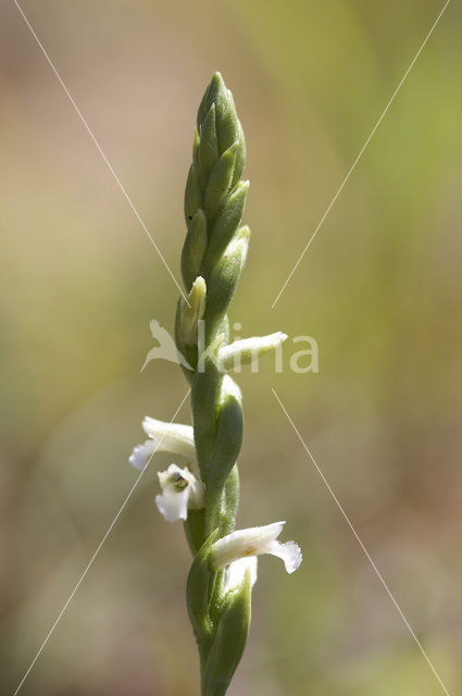 Zomerschroeforchis (Spiranthes aestivalis)