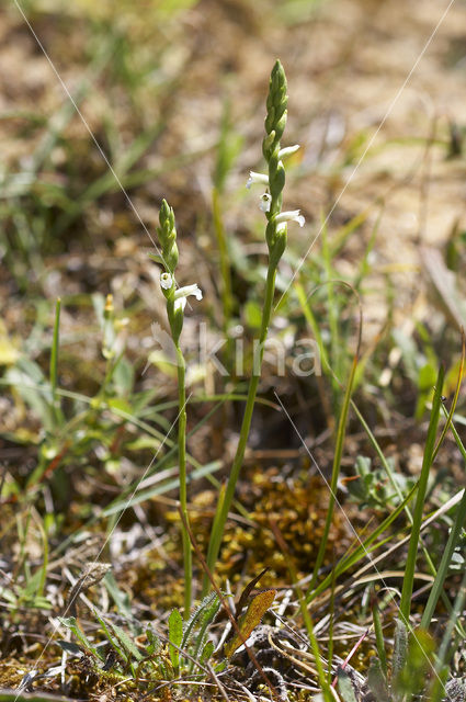 Summer Lady’s-tresses (Spiranthes aestivalis)