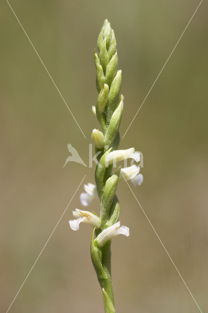 Zomerschroeforchis (Spiranthes aestivalis)