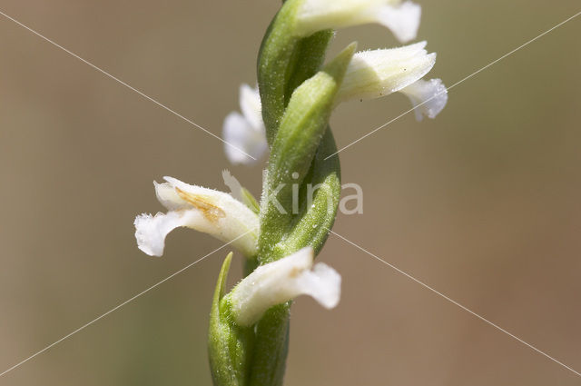 Zomerschroeforchis (Spiranthes aestivalis)