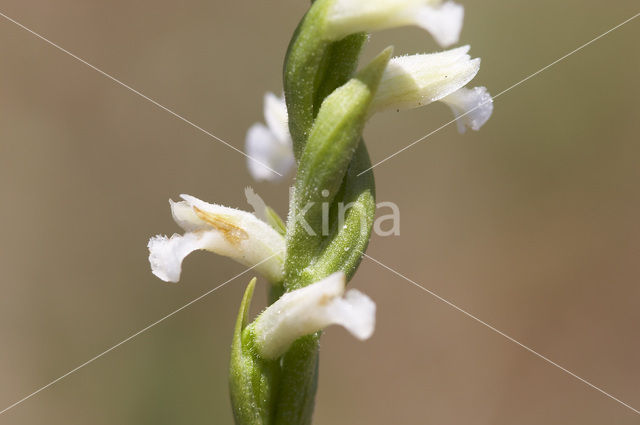 Summer Lady’s-tresses (Spiranthes aestivalis)