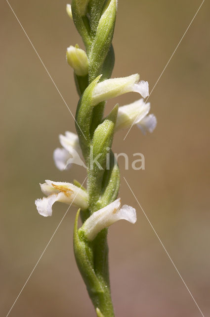 Summer Lady’s-tresses (Spiranthes aestivalis)