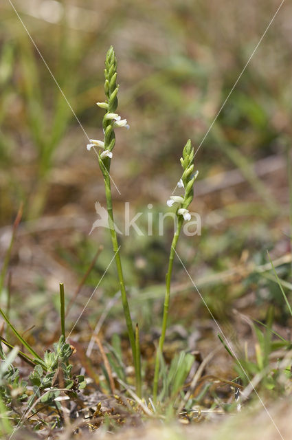 Zomerschroeforchis (Spiranthes aestivalis)