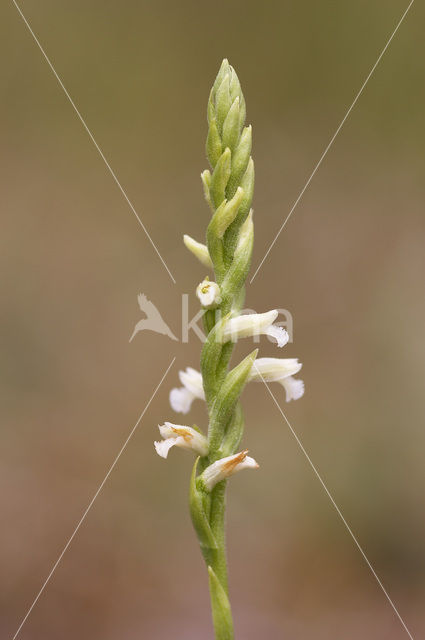 Zomerschroeforchis (Spiranthes aestivalis)